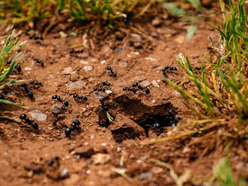 Ant colony emerging from a nest in the ground in Cornwall