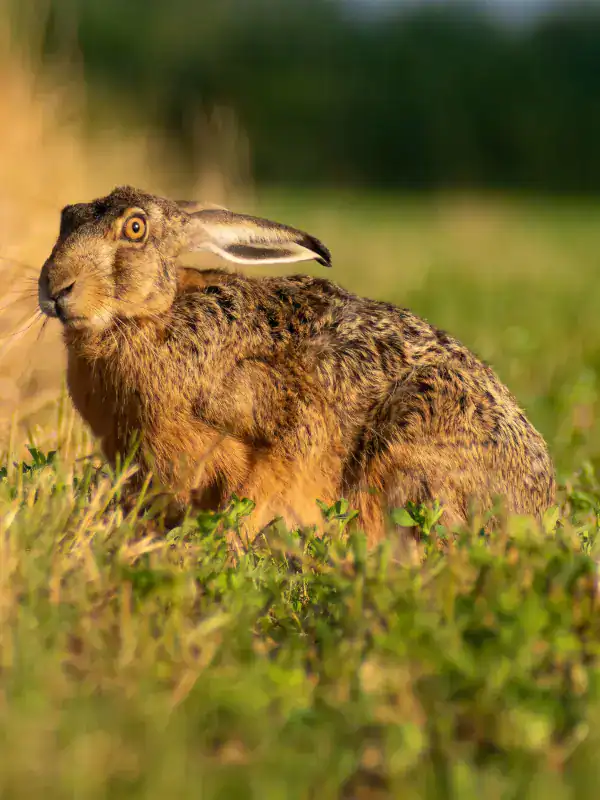 Brown hare standing alert in a field in Cornwall
