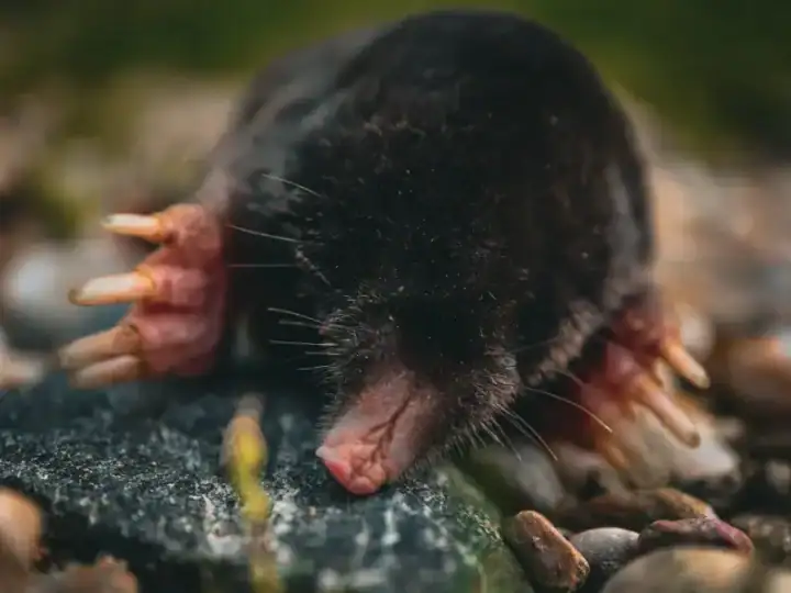 Close-up of a mole above ground in Cornwall