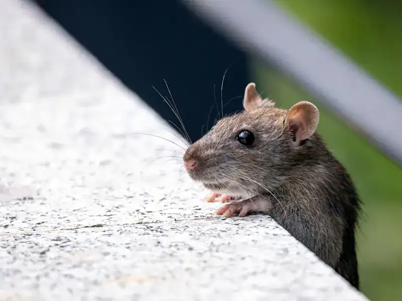 Rat peering over a wall in Cornwall