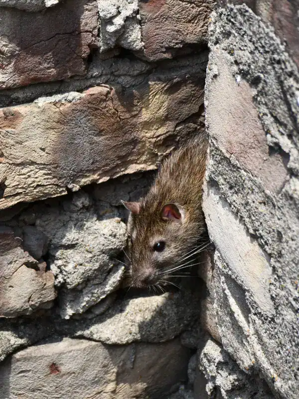 Rat emerging from a gap in a stone wall in Cornwall