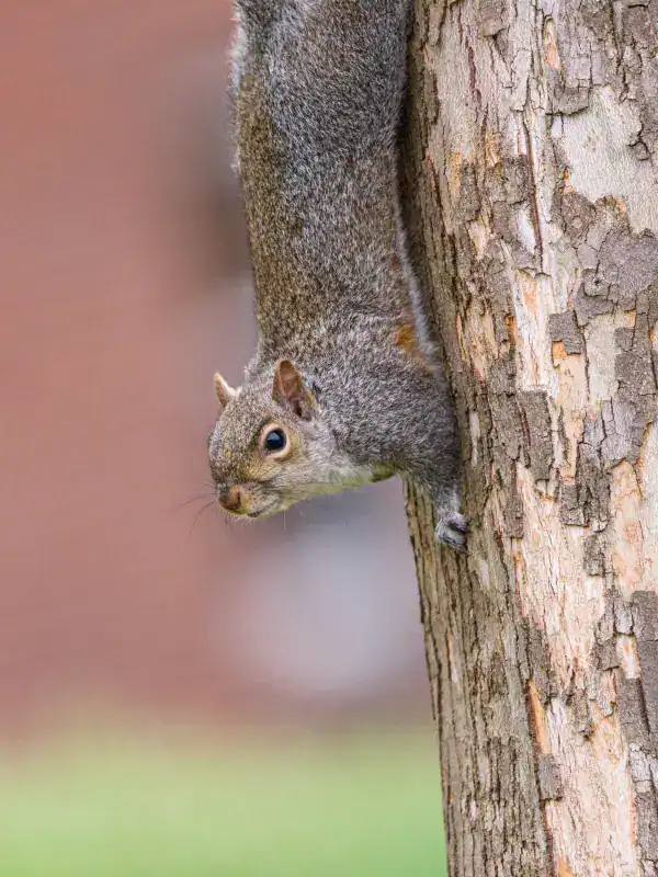 Grey squirrel climbing down a tree in Cornwall